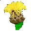 Big Yellow Centaurea