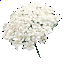 Bishop's Flower